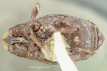 Media type: image;   Entomology 25208 Aspect: habitus ventral view